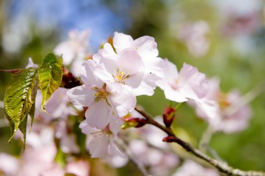 Blossom sakura Şubesi