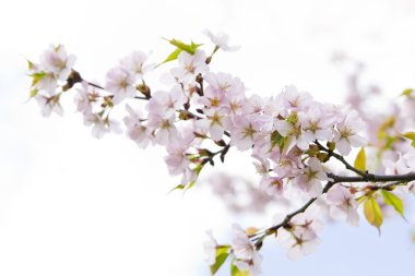 Blossom sakura Şubesi