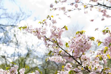 Blossom sakura Şubesi