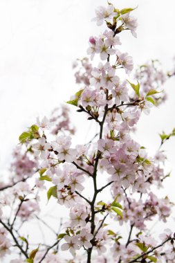 Blossom sakura Şubesi