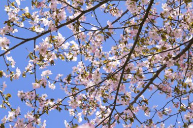 Blossom sakura Şubesi