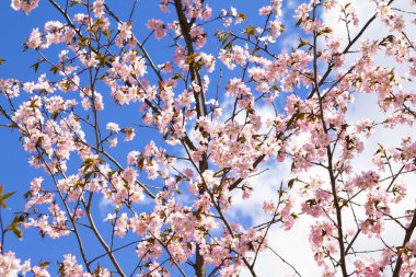 Blossom sakura Şubesi