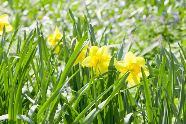 Narcissus pseudonarcissus in nature — Stock Photo, Image