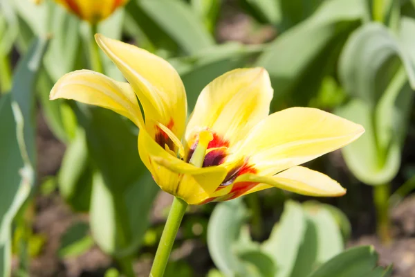Gelbe Tulpe im Garten — Stockfoto