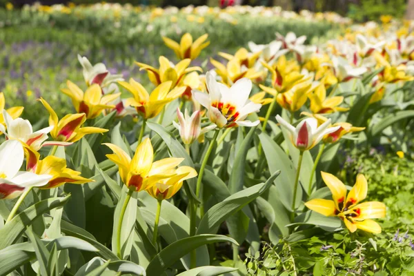 Tulipanes amarillos en el jardín —  Fotos de Stock