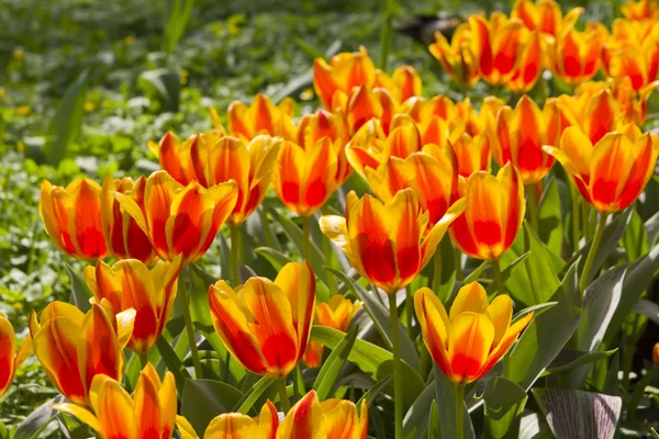 Tulipanes amarillos en el jardín —  Fotos de Stock