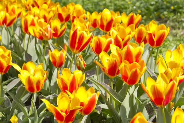 Yellow Tulips in the garden — Stock Photo, Image