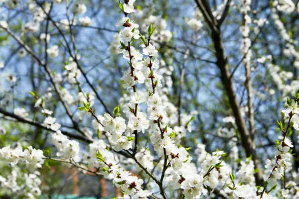 Blossom apple branch — Stock Photo, Image