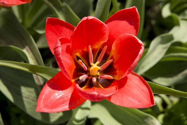 Red Tulip in the garden — Stock Photo, Image
