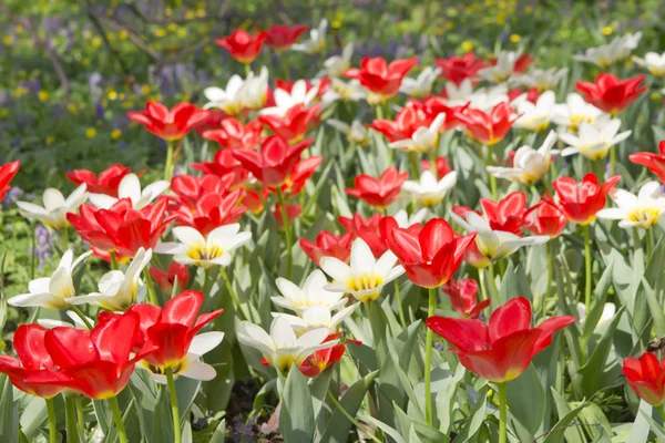 Rojo y blanco Tulipanes en el jardín —  Fotos de Stock
