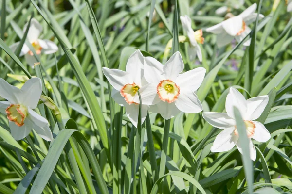 White daffodils in nature — Stock Photo, Image