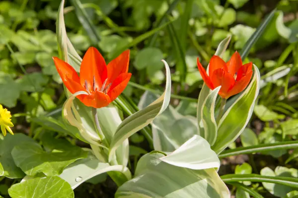 Red Tulips in the garden — Stock Photo, Image