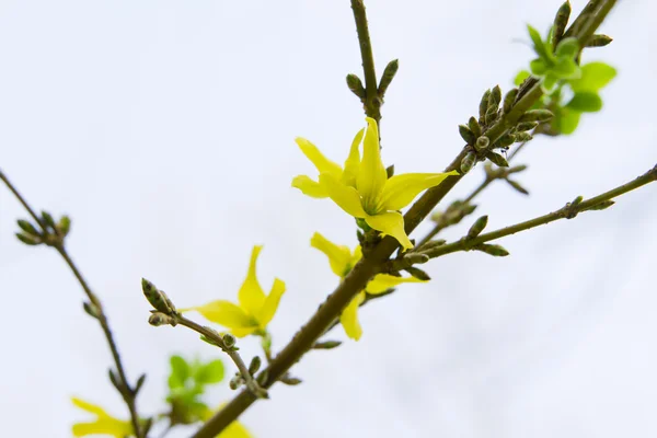 stock image Yellow flowers branch forsythia europaea