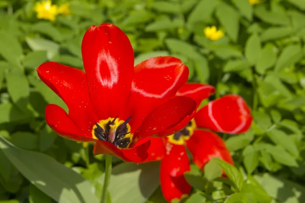Tulipanes rojos en el jardín —  Fotos de Stock