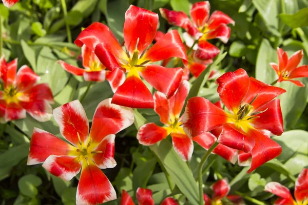 Röda tulpaner i trädgården — Stockfoto