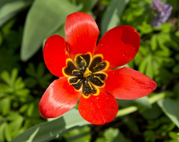 Red Tulip in the garden — Stock Photo, Image