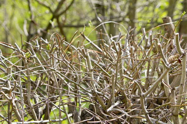 stock image Hedgerow