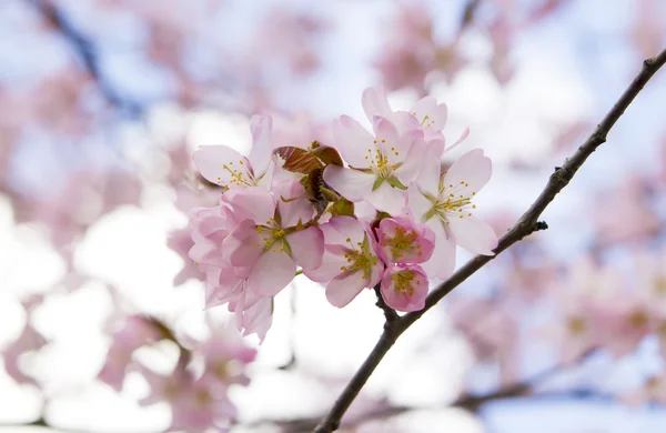 Blossom sakura branch — Stock Photo, Image