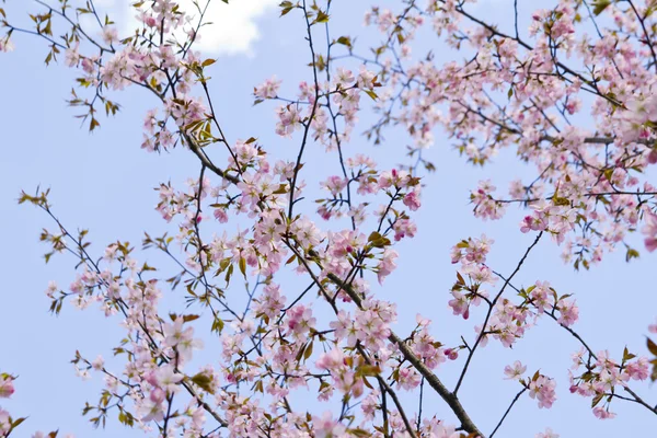 Rama de sakura de flor — Foto de Stock