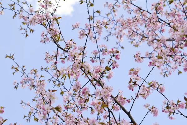 Blossom sakura branch — Stock Photo, Image