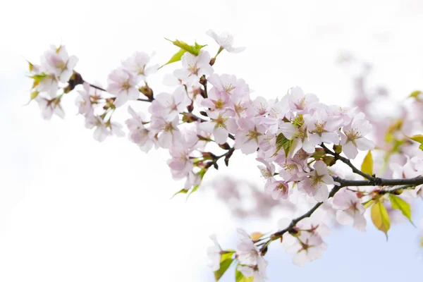 Blossom sakura gren — Stockfoto