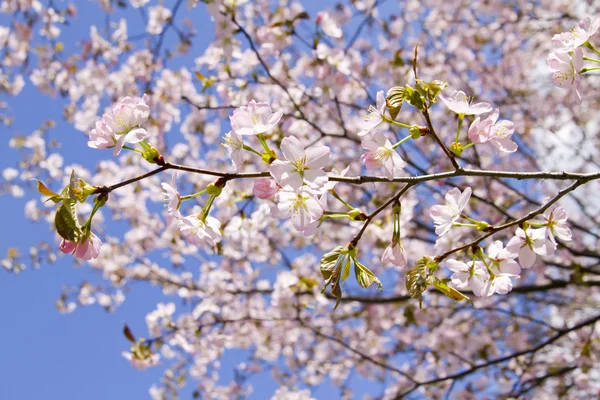 Blossom sakura branch — Stock Photo, Image
