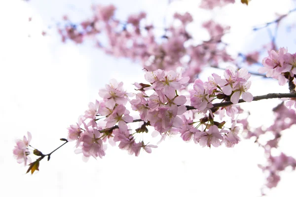 Blossom sakura gren Royaltyfria Stockfoton