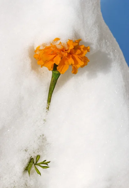 Blomma i snön. — Stockfoto