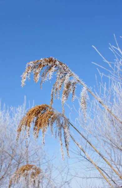 Frost auf dem Gras. — Stockfoto