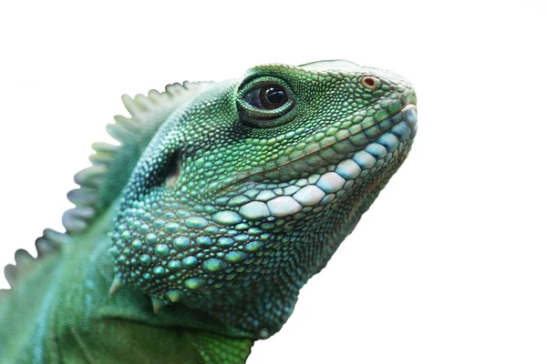 stock image Green lizard.