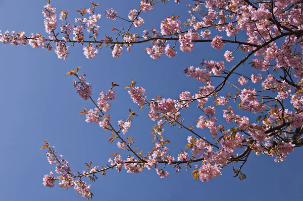 çiçek açan sakura.