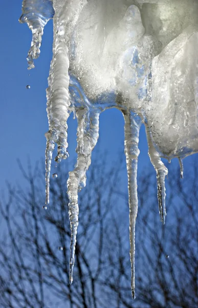 Istappar med droppar. — Stockfoto