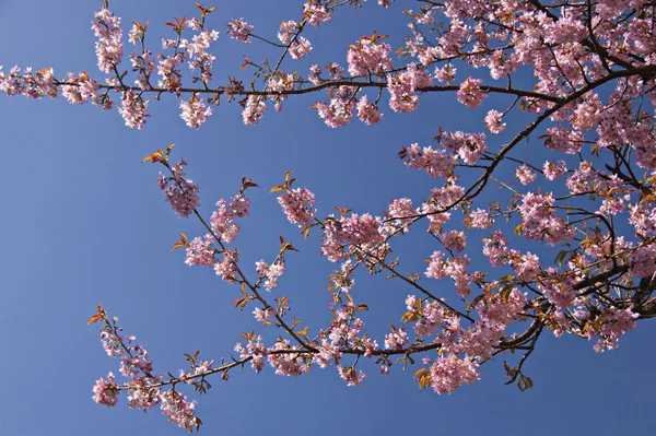 Sakura floreciente . Imagen de stock