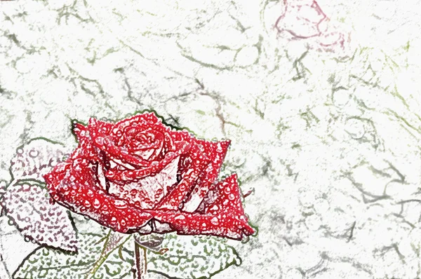 Червона троянда . — стокове фото