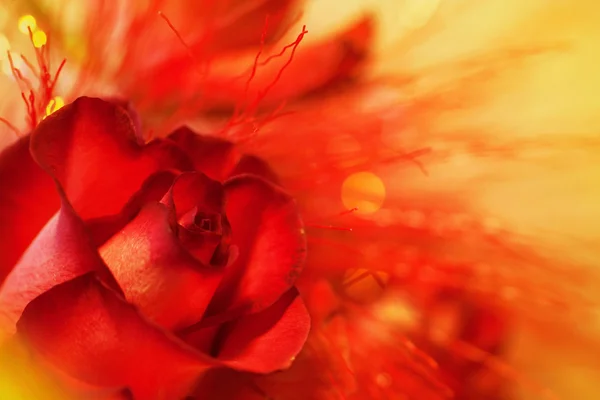 Róża czerwona. Obraz Stockowy