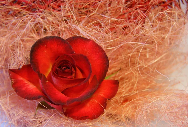 Τριαντάφυλλο σε ένα Καλαμάκι. — Φωτογραφία Αρχείου