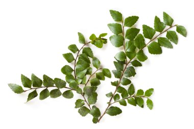 Myrtle Beech Leaves Isolated clipart