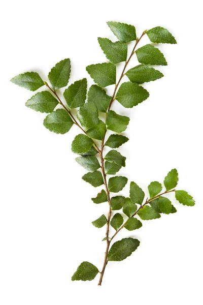Myrtle Beech Leaves Isolated — Stock Photo, Image
