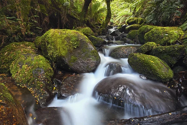 Cascata della foresta pluviale — Foto Stock