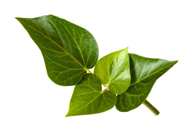 Листья плюща над белым — стоковое фото