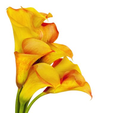 Yellow Calla Lilies clipart