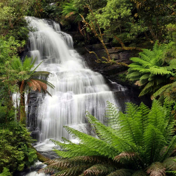 Regenwoud waterval — Stockfoto