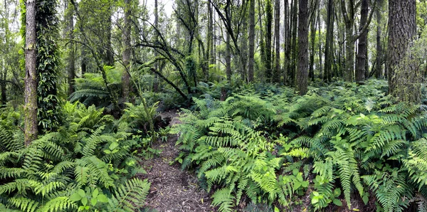 Panorama forestale XXXL — Foto Stock