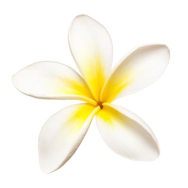 Frangipani clipart