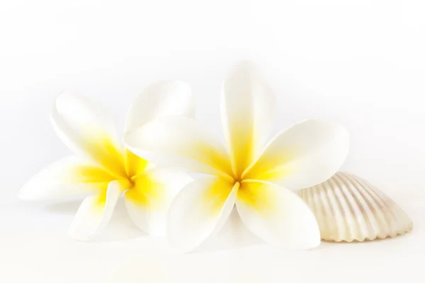 Frangipani and Seashell — Stock Photo, Image