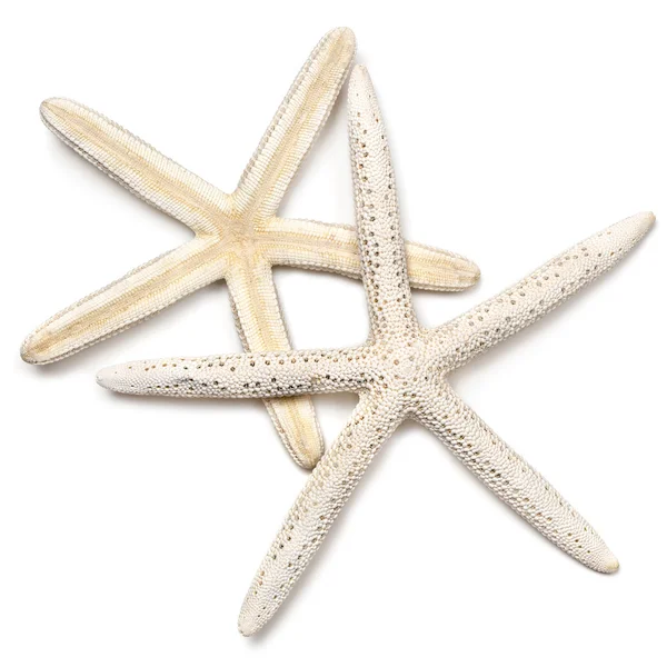 Beyaz üzerine iki deniz yıldızı — Stok fotoğraf