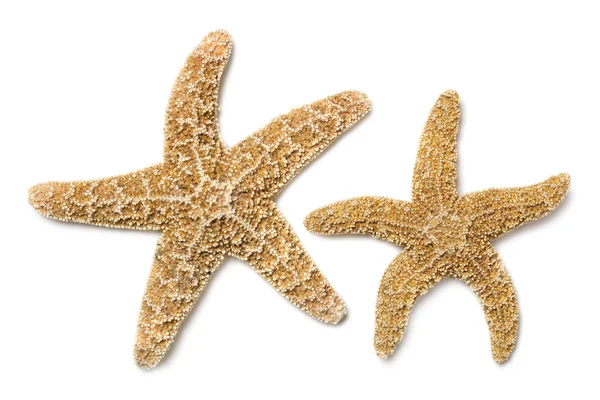 Starfish sobre branco — Fotografia de Stock