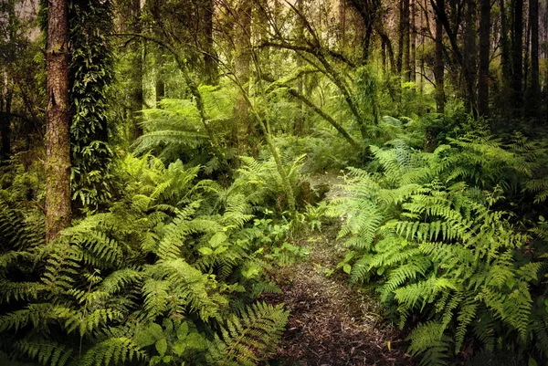 Floresta tropical misteriosa — Fotografia de Stock