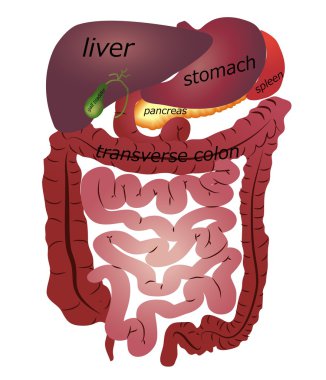 Gastrointestinal tract clipart