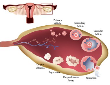 Ovary and ovulation process clipart